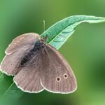 Brown moth in the house