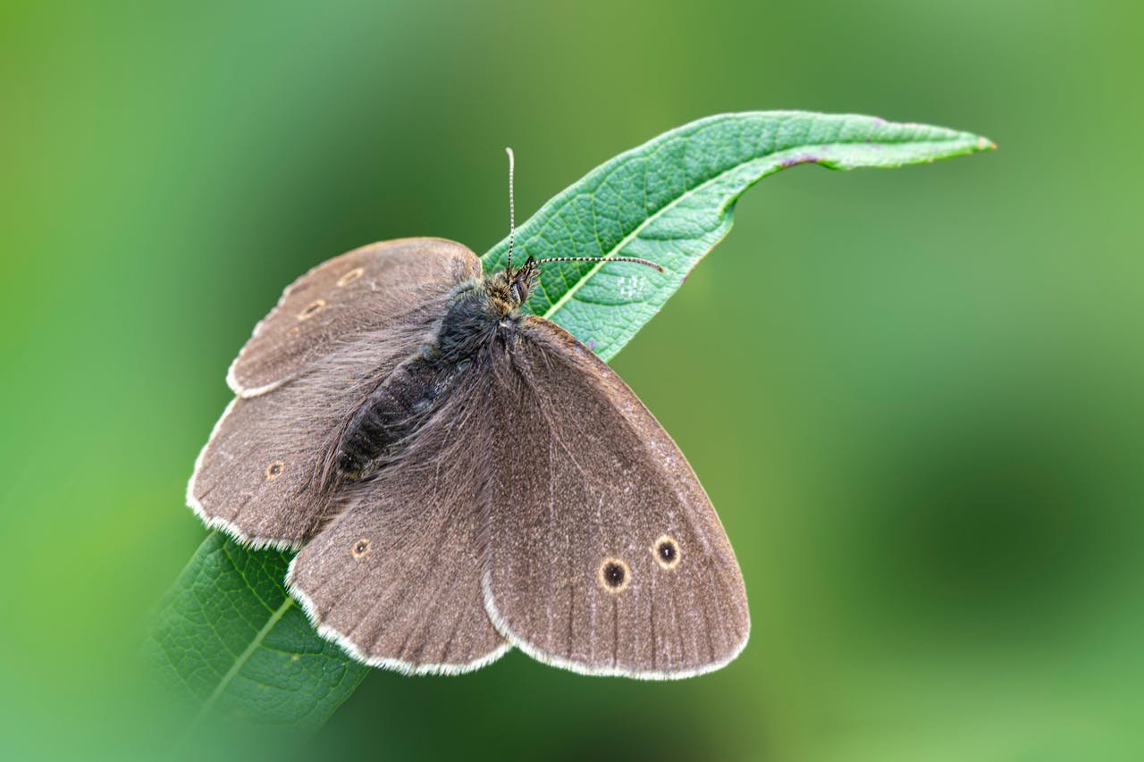 Brown moth in the house