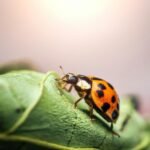 ladybirds coming in the house
